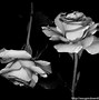 Image result for Rose Apple Black and White