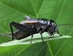 Image result for Cricket Insect Food