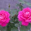 Image result for R Wallpapers Rose S