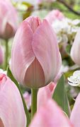 Tulipa Mystic van Eijk-साठीचा प्रतिमा निकाल