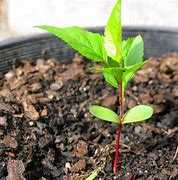 Image result for Small Apple Plant