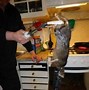 Image result for Giant Rat Europe