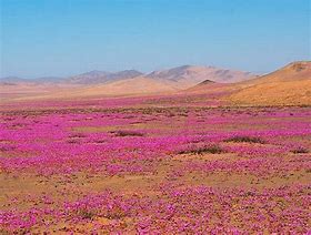 Image result for Bushes in Desert