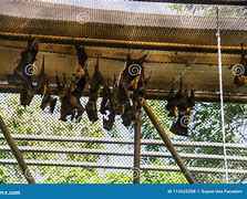 Image result for Bangkok Bats