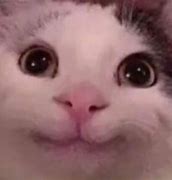 Image result for Happycrying Cat Meme