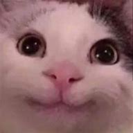 Image result for Excited Cat Meme