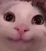 Image result for cats memes faces