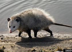 Image result for Opossum Meme AAAAAA