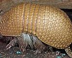 Image result for Armadillo Meme T-shirt