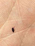 Image result for Small Black Household Bugs