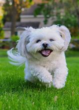 Image result for Best Small Dog Breeds List