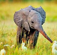 Image result for Cutest Baby Animals On Earth