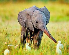 Image result for Cutest Baby Animals On Earth