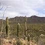 Image result for Sonoran Desert Cacti