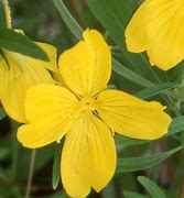 Image result for Oenothera African Sun