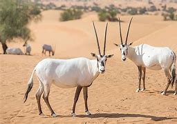 Image result for Animals in Desert