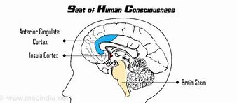 Image result for Conscious Brain DVD
