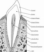 Image result for Dog Canine Tooth Anatomy