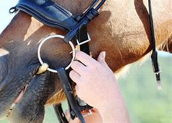 Image result for Horse Bit Fitting