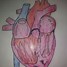 Image result for Heart Anatomy for Kids
