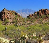 Image result for Sonoran Desert Wallpaper