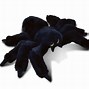 Image result for Spider Plush Toy