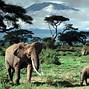 Image result for Kilimanjaro National Park, Tanzania