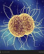 Image result for Gonorrhea Bacterium