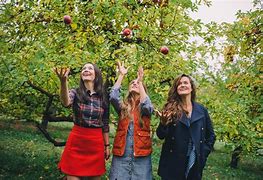 Image result for Apple-Picking Vermont