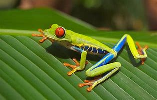 Image result for Rarest Frog in the World