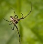 Image result for Spiders in Britain
