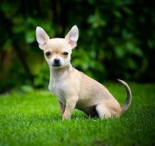 Image result for Smallest Dog Alive