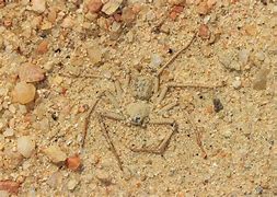Image result for 6 Eyed Sand Spider