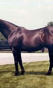 Image result for All Triple Crown Winners