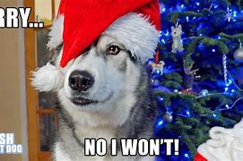 Image result for Husky Christmas Meme