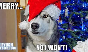 Image result for Husky Christmas Meme