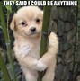 Image result for A Funny Dog
