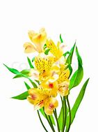 Image result for Flowers Against White Background