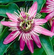 Image result for Passiflora Victoria