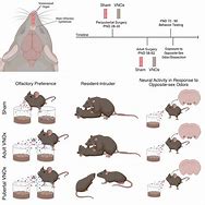 Image result for What Is the Difference Between Rats and Mice