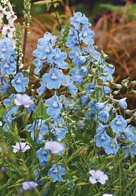 Image result for Delphinium belladonna Cliveden Beauty