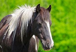 Image result for Horse Tattoo Art