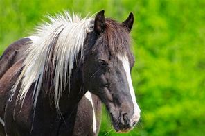 Image result for Sevan Horse