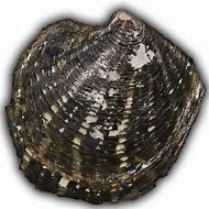 Image result for Clam