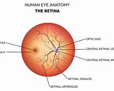 Image result for Retina Anatomy Diagram