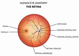 Image result for Optic Disc Labeled