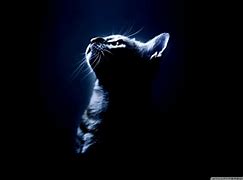 Image result for Free Wallpaper Cat Galaxy