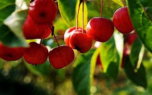 Image result for Apple Fruit Tree Background Wallpaper for Meeting
