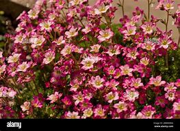 Saxifraga longifolia Hybrids కోసం చిత్ర ఫలితం