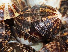 Image result for Mollusques Des Coquillages